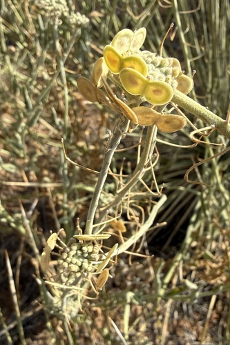 Touristplant