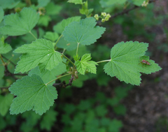 Ribes spicatum hispidulum