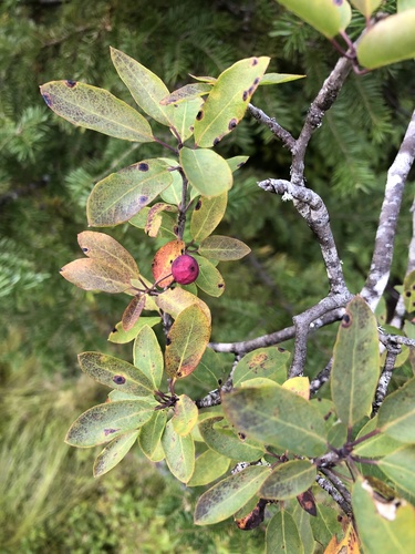 Mountain holly