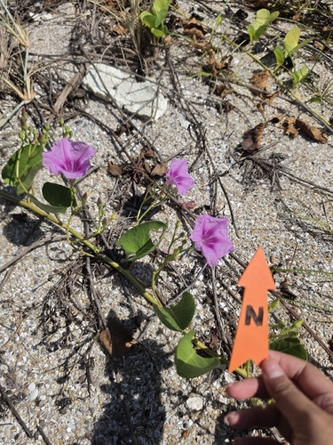 Beach Morning Glory