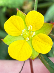 (c) Samuel Buckner, some rights reserved (CC BY) Ludwigia alternifolia, photograph (c) Samuel Buckner, some rights reserved (CC BY)