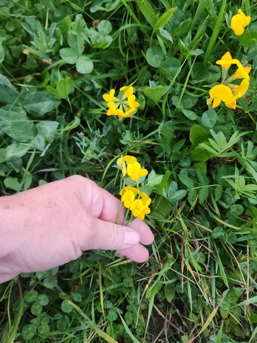 bird's-foot trefoil