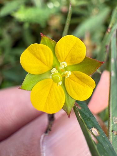 Ludwigia alternifolia, photograph 6