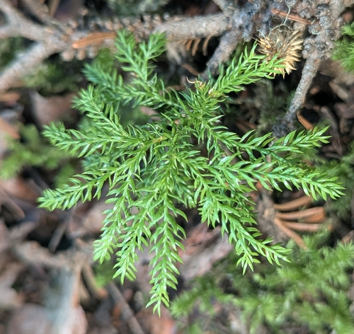prickly tree-clubmoss