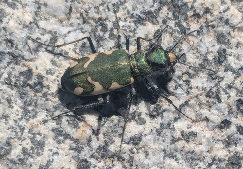 iNaturalist observation photo of Boreal Long-lipped Tiger Beetle