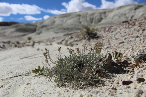 Artemisia porteri