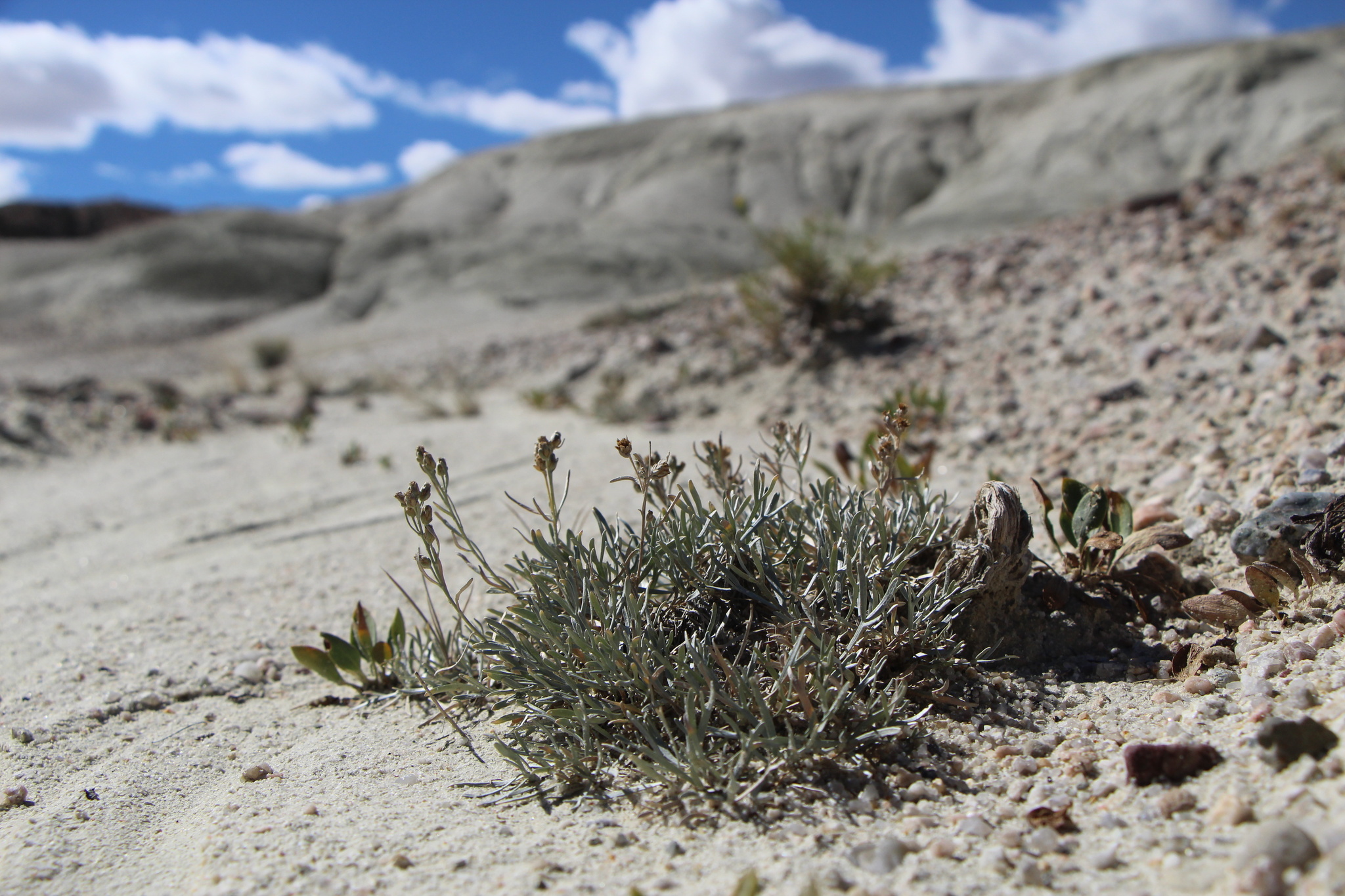 Artemisia porteri
