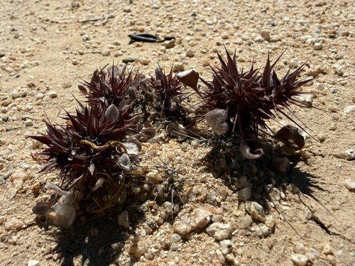 Devil's Spineflower