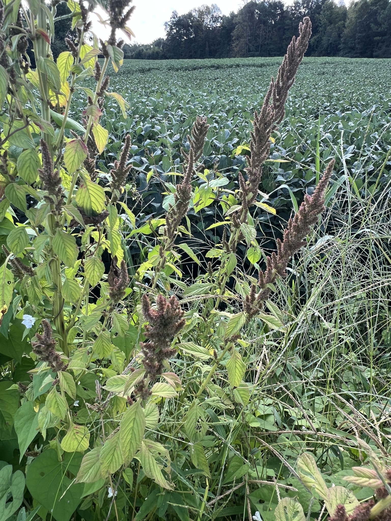 Foto de Amaranthus hybridus L.