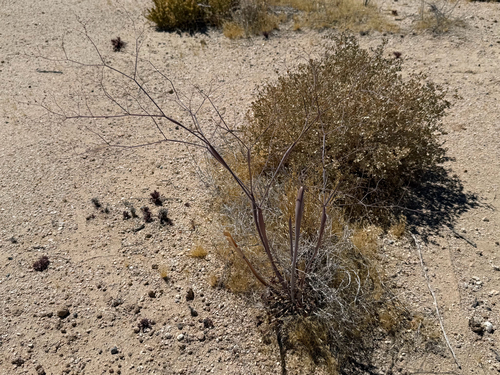 Desert Trumpet