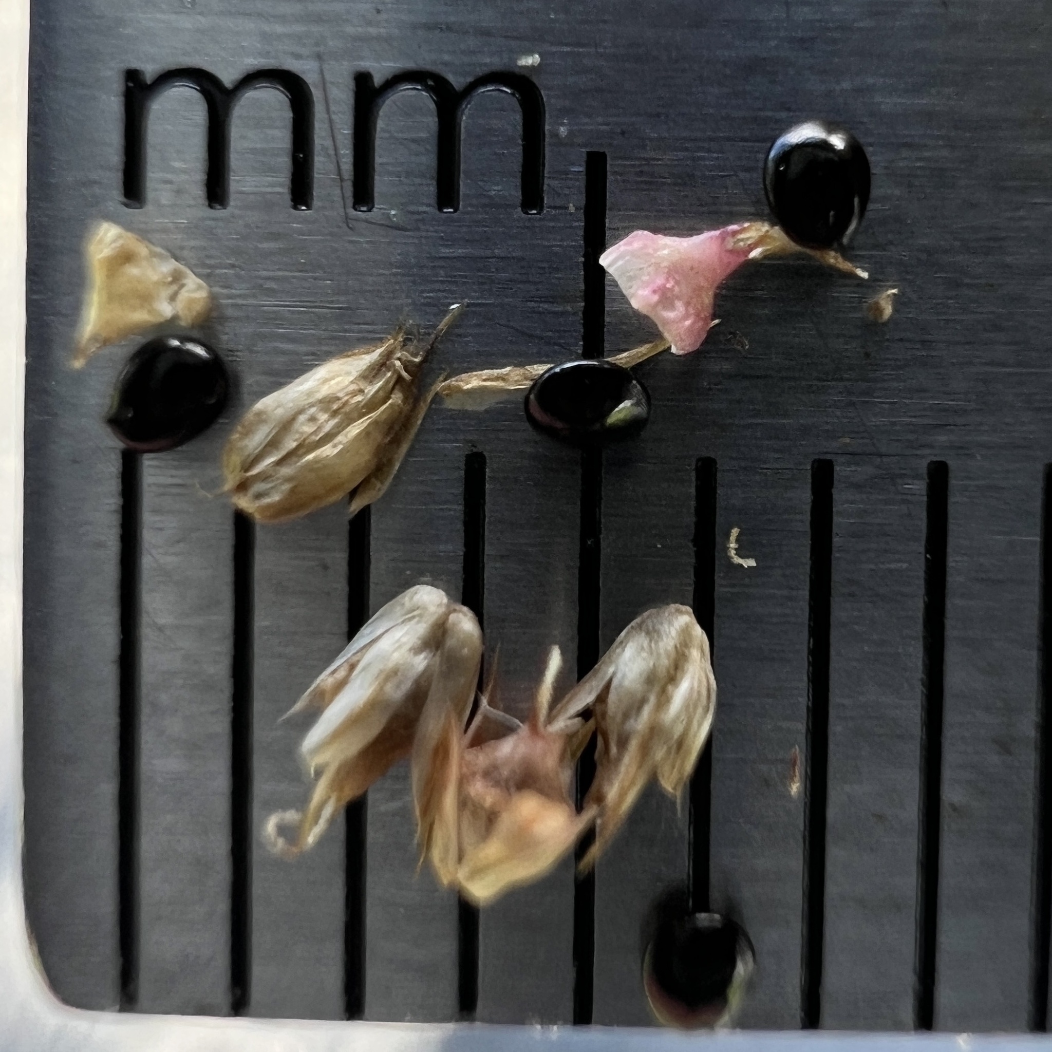 Foto de Amaranthus hybridus L.