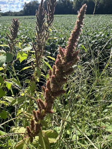 Amaranthus hybridus, photograph 3