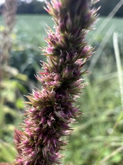 Amaranthus hybridus, photograph (c) Anne Parker, some rights reserved (CC BY)