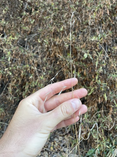 Bromus carinatus observed 2026-09-07