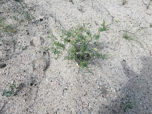 Mentzelia longiloba
