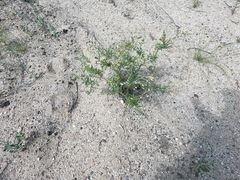 Mentzelia longiloba