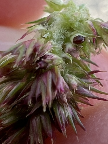 Amaranthus hybridus, photograph 6