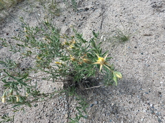 Mentzelia longiloba, photograph (c) Bruce Hartman, some rights reserved (CC BY)