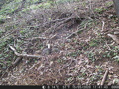 Sciurus carolinensis