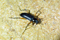 Strongylium erythrocephalum