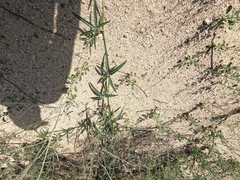 Cucurbita digitata, photograph (c) Bruce Hartman, some rights reserved (CC BY)