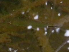 Brycinus