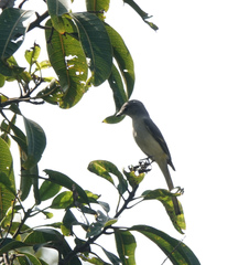 Pericrocotus cinnamomeus