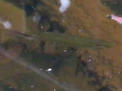 Brycinus