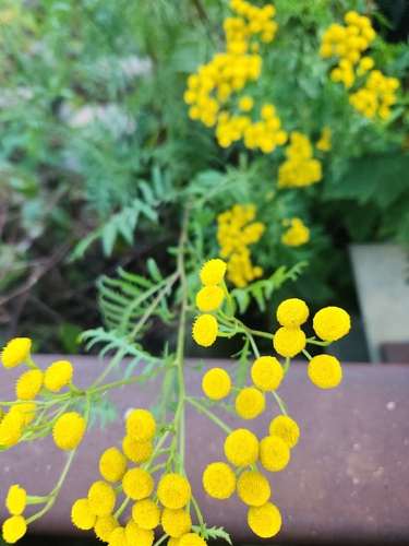 tansy