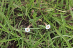 Mimulus gracilis