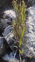 Baccharis genistelloides, photograph (c) Carlo Brescia, some rights reserved (CC BY-SA)