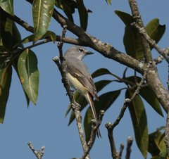 Pericrocotus cinnamomeus