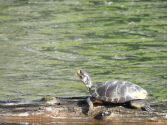 Actinemys marmorata marmorata