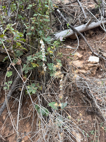 Eriogonum racemosum, photograph 6