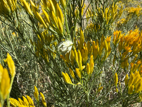 iNaturalist observation photo of Rosette Bud Gall Midge