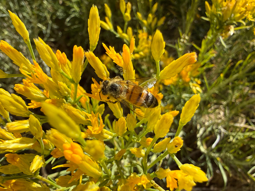 iNaturalist observation photo of Western Honey Bee