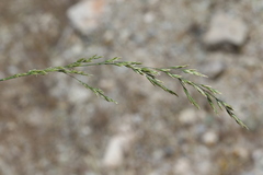 Poa secunda