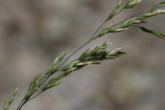 Poa secunda