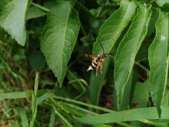 Pyropteron minianiforme