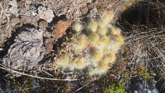 Austrocylindropuntia floccosa, photograph (c) Carlo Brescia, some rights reserved (CC BY-SA)