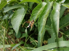 Pyropteron minianiforme