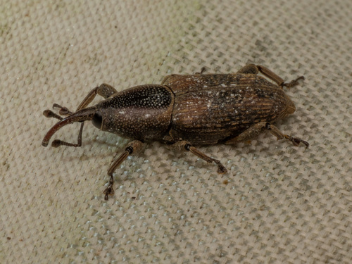 Rhabdoscelus obscurus, 2026-09-07