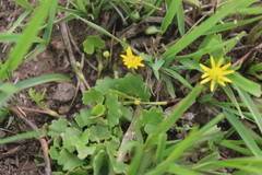 Ranunculus dregei