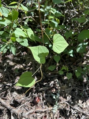 Dioscorea villosa, photograph (c) Bonnie Semmling, some rights reserved (CC BY)