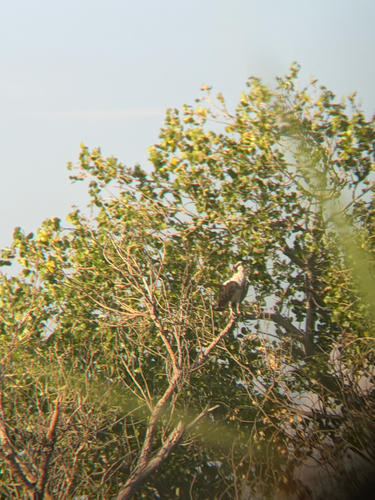 American Osprey