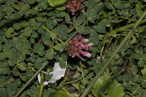 Trifolium wormskioldii, photograph 4