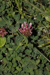 (c) Conquest, some rights reserved (CC BY) Trifolium wormskioldii, photograph (c) Conquest, some rights reserved (CC BY)