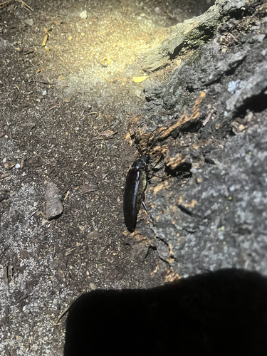 iNaturalist observation photo of Spined Woodborer