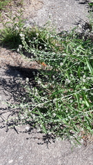 Lepidium sativum