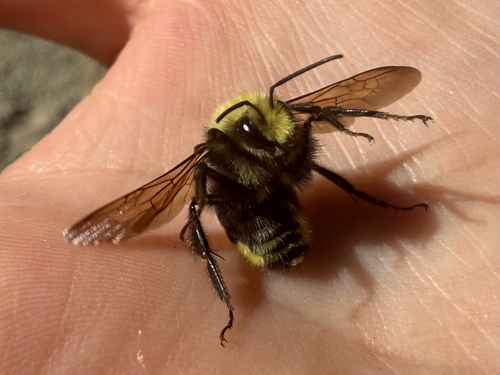 iNaturalist observation photo of Yellow-faced Bumble Bee